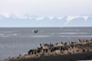 Penguins