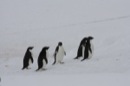 Penguins