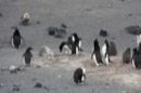 Penguins