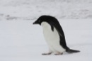 Penguins