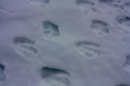 Tracks