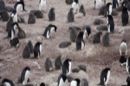 Penguins