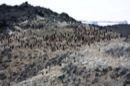 Penguins