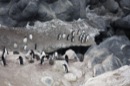 Penguins