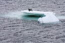 Iceberg