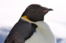 Emperor