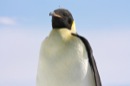Emperor
