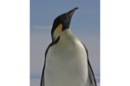 Emperor