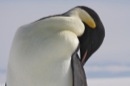 Emperor