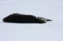 Seal