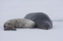 Seal