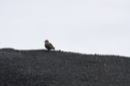 Skua