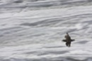 skua