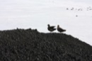 skua