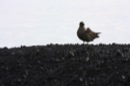 skua