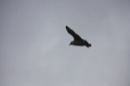 skua