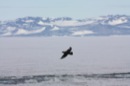 skua