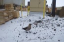 skua