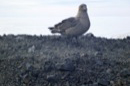 skua