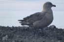 skua