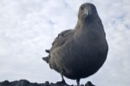 skua