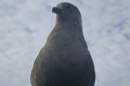 skua