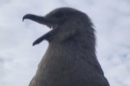 skua
