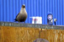 skua
