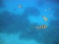 Reef 1