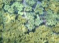 Reef 2