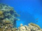Reef 3