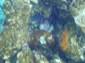 Reef 4