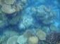 Reef 6