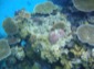 Reef 10