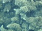 Reef 11