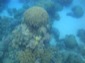 Reef 12