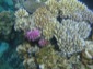 Reef 13