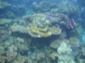 Reef 15