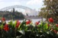 Sydney 18