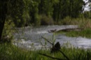 Stream