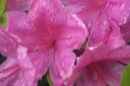 Big Island Flower