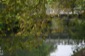 Avon River
