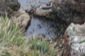 Seals