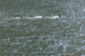 Dolphins