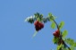 Fruit
