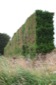 Tree Fence
