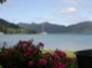 Picton