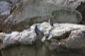 Seals