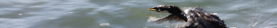 Bird taking off