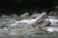 Rapids